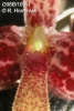 Bulbophyllum immobile  (06)